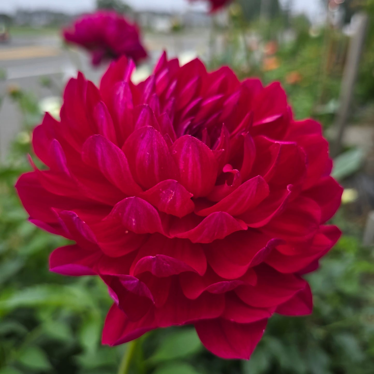 SANDIA CLAIRE (Limit 1)