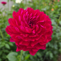 SANDIA CLAIRE (Limit 1)