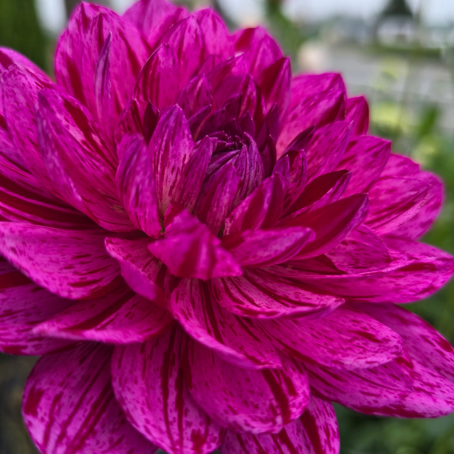 SANDIA CANCAN (Limit 1)