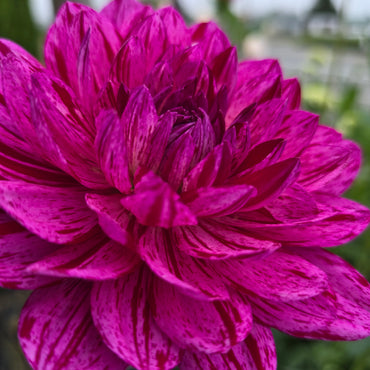 SANDIA CANCAN (Limit 1)