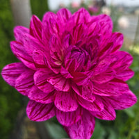 SANDIA CANCAN (Limit 1)