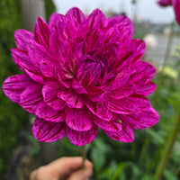 SANDIA CANCAN (Limit 1)