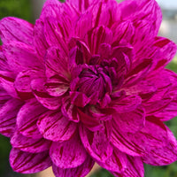 SANDIA CANCAN (Limit 1)