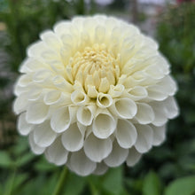 Load image into Gallery viewer, BROOKSIDE SNOWBALL
