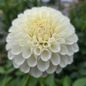 BROOKSIDE SNOWBALL