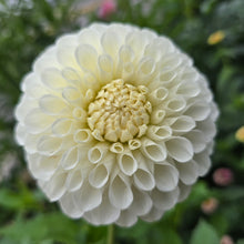 Load image into Gallery viewer, BROOKSIDE SNOWBALL
