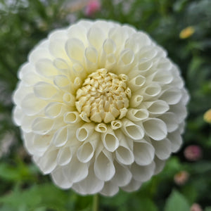 BROOKSIDE SNOWBALL