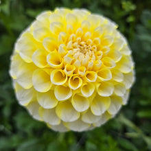 Load image into Gallery viewer, River&#39;s Yellow Snow
