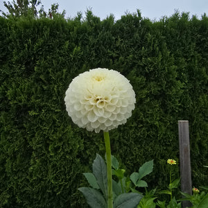 Ms Doris