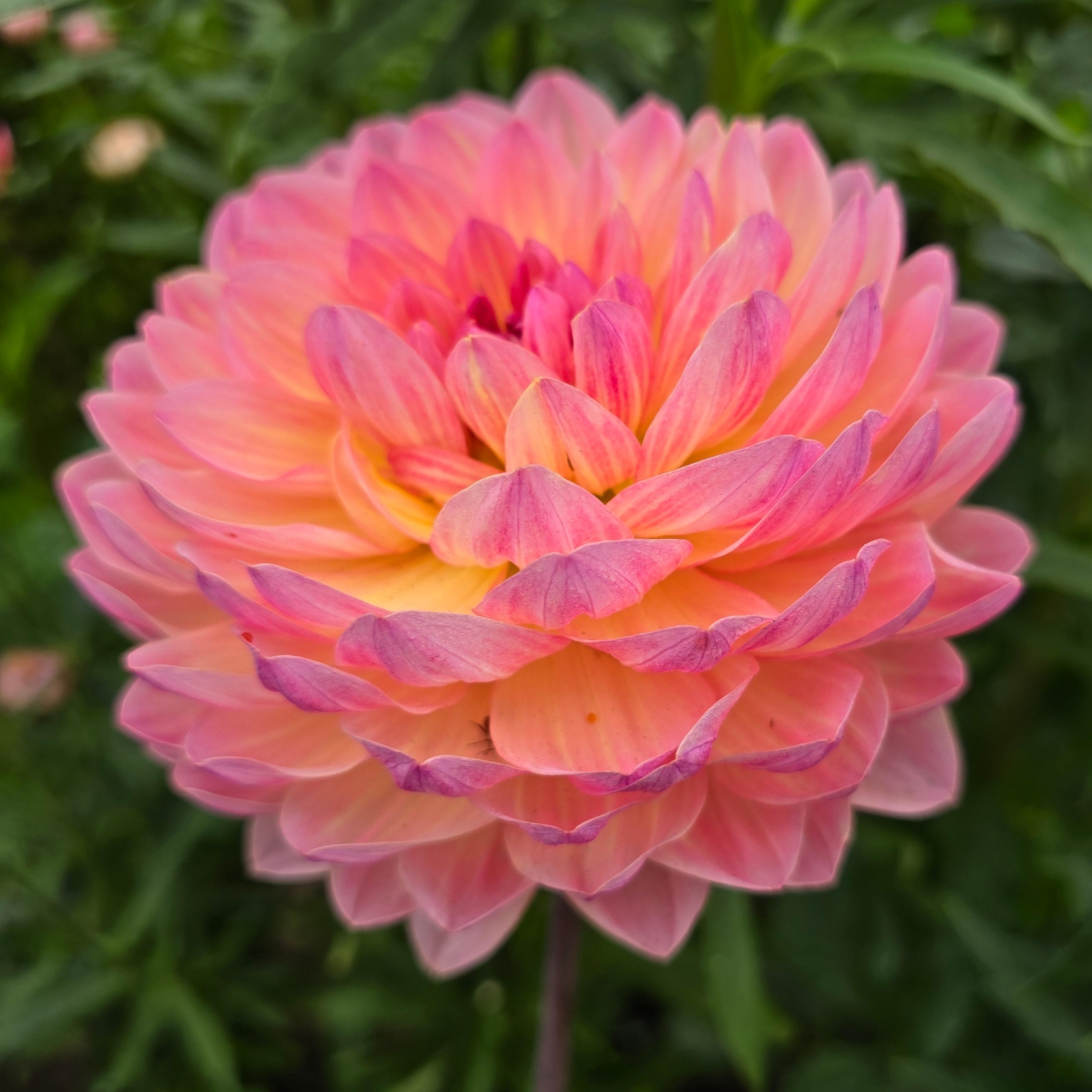 Sandia Bliss waterlily 