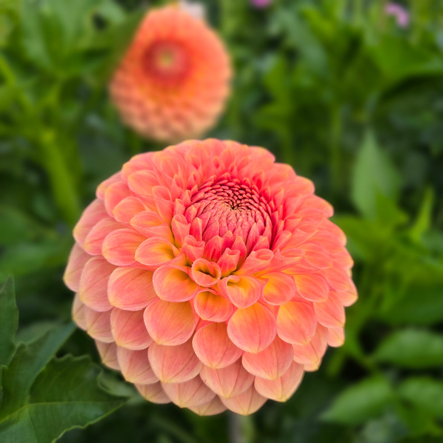 20th Ave Softer Peach