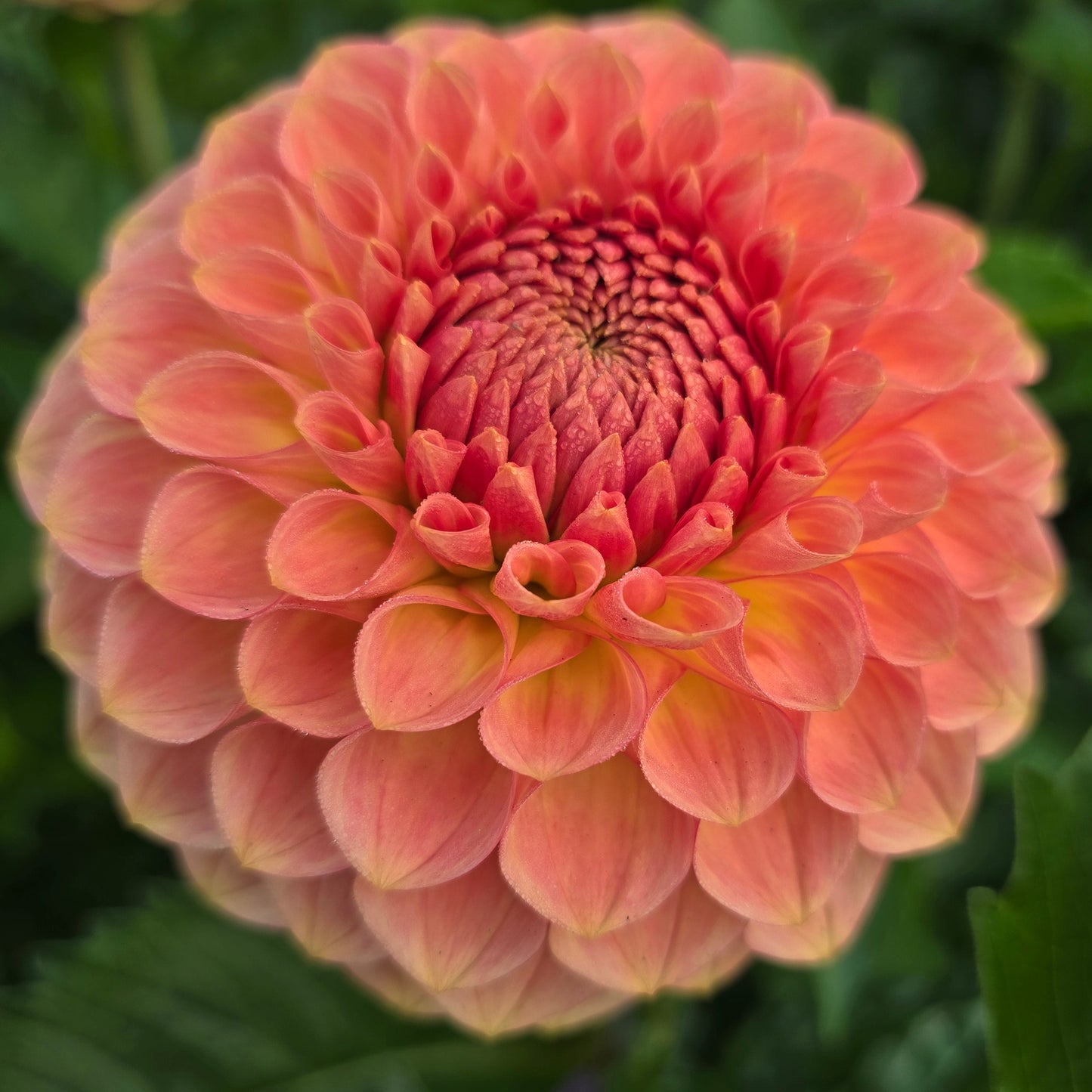 20th Ave Softer Peach