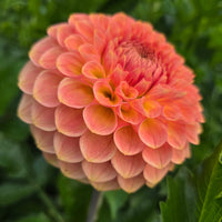 20th Ave Softer Peach