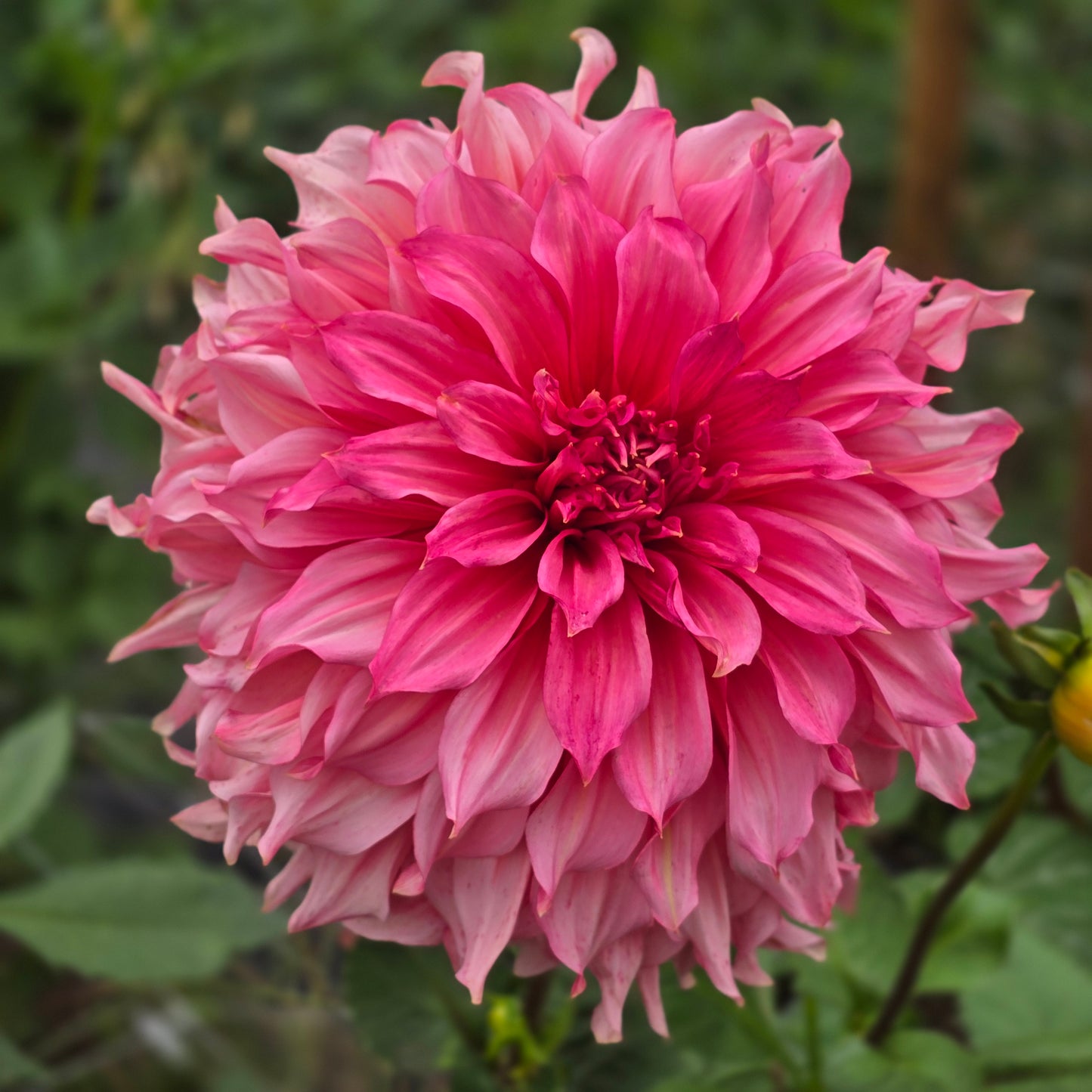 ISLANDER ~ GROWING STOCK IN 2025