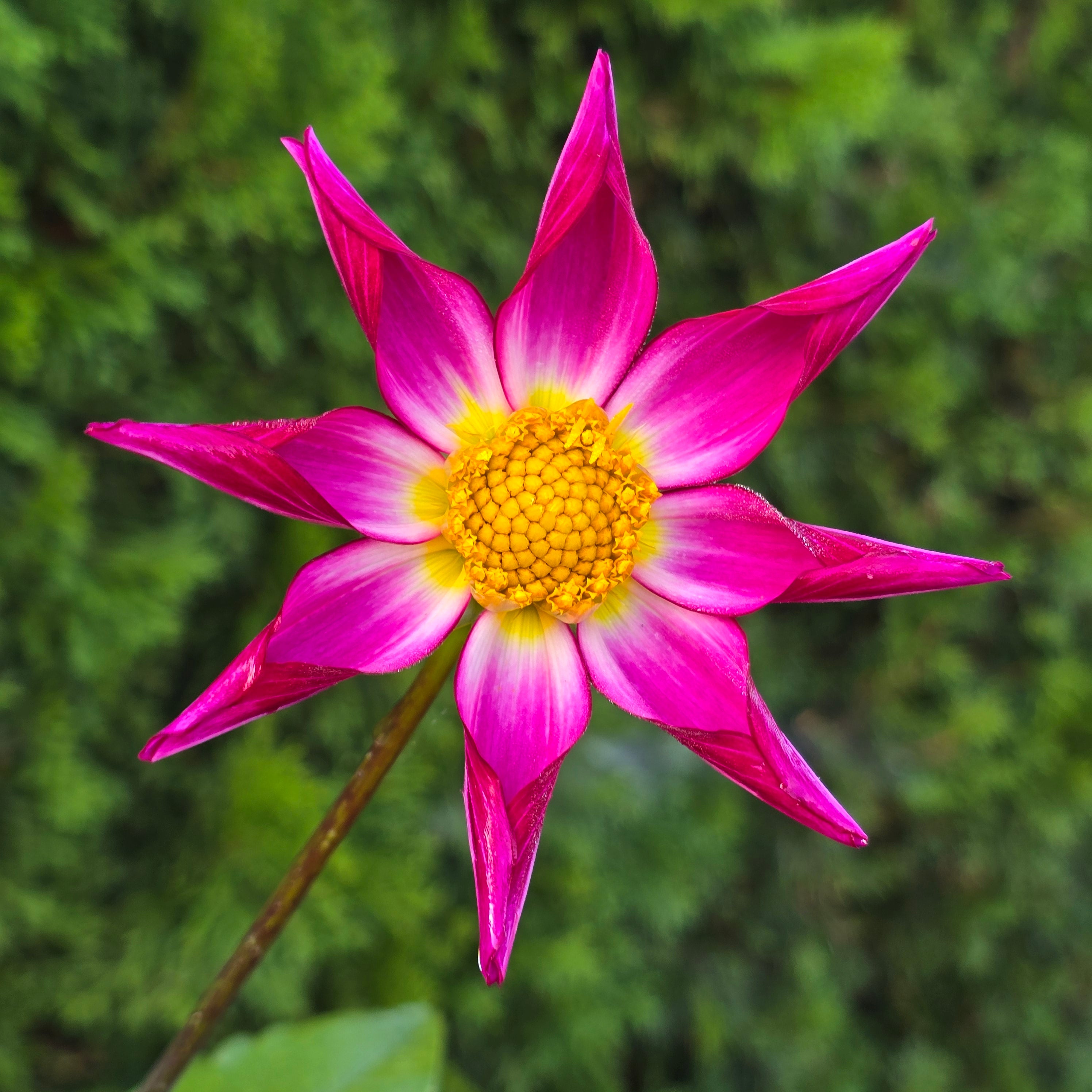 Bloomquist Honorable