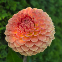 20th Ave Softer Peach