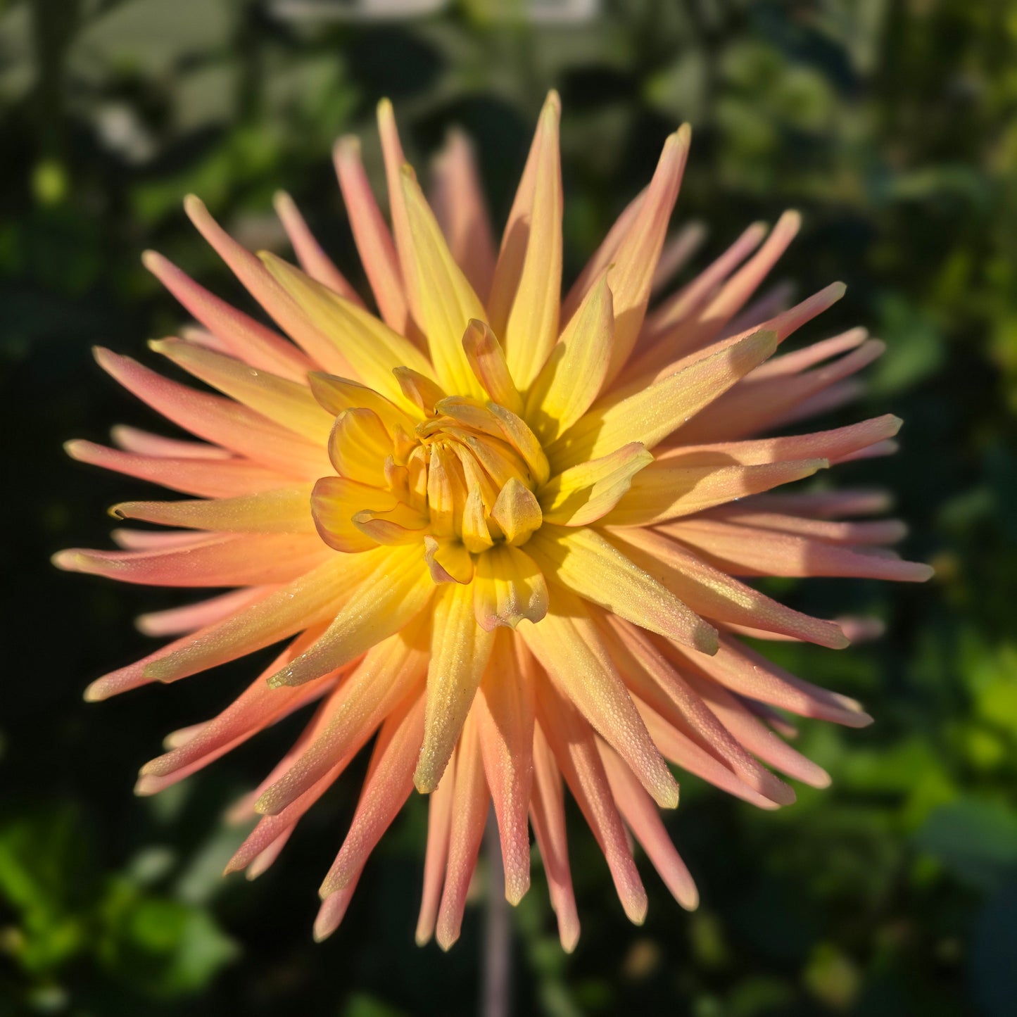 Hollyhill Peachy Keen