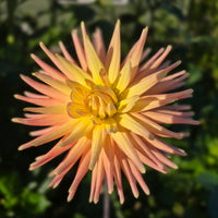 Hollyhill Peachy Keen