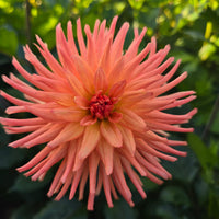 RIVER'S PEACHY (Limit 1)