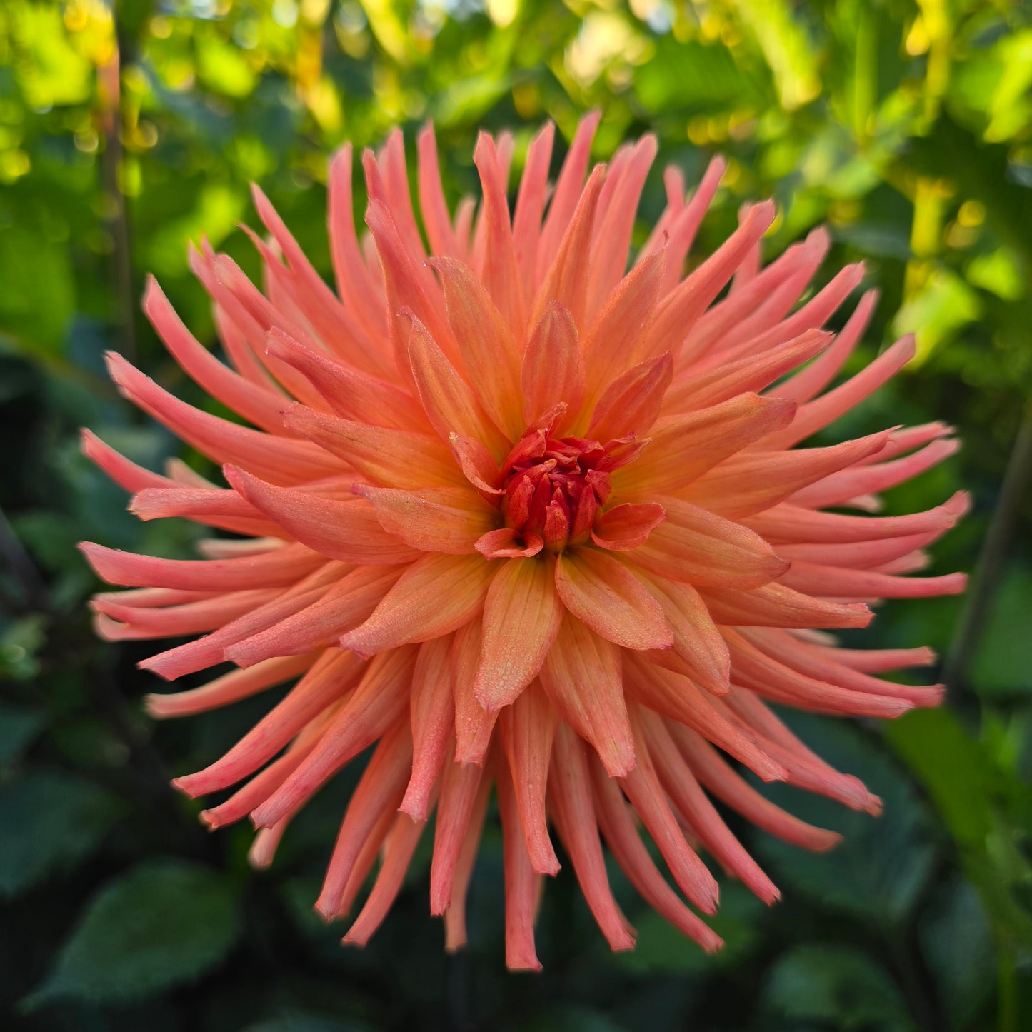 RIVER'S PEACHY (Limit 1)