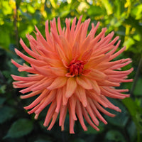 RIVER'S PEACHY (Limit 1)