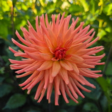 Load image into Gallery viewer, RIVER&#39;S PEACHY (Limit 1)
