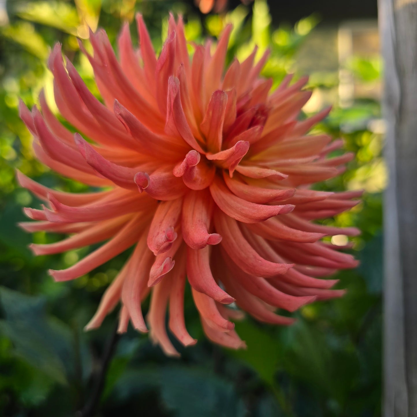 RIVER'S PEACHY (Limit 1)