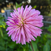 BLOOMQUIST FANTASTIC