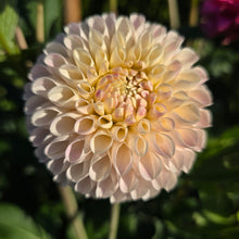 Load image into Gallery viewer, CAMANO ZOE
