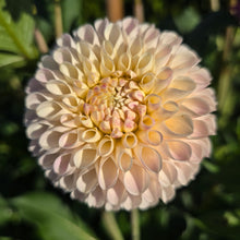 Load image into Gallery viewer, CAMANO ZOE
