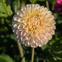 Load image into Gallery viewer, CAMANO ZOE
