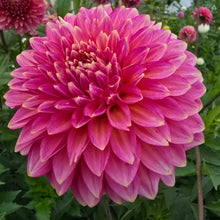 Load image into Gallery viewer, BLOOMQUIST MOJO
