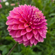 Load image into Gallery viewer, BLOOMQUIST MOJO
