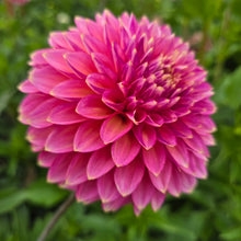 Load image into Gallery viewer, BLOOMQUIST MOJO
