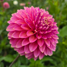 Load image into Gallery viewer, BLOOMQUIST MOJO
