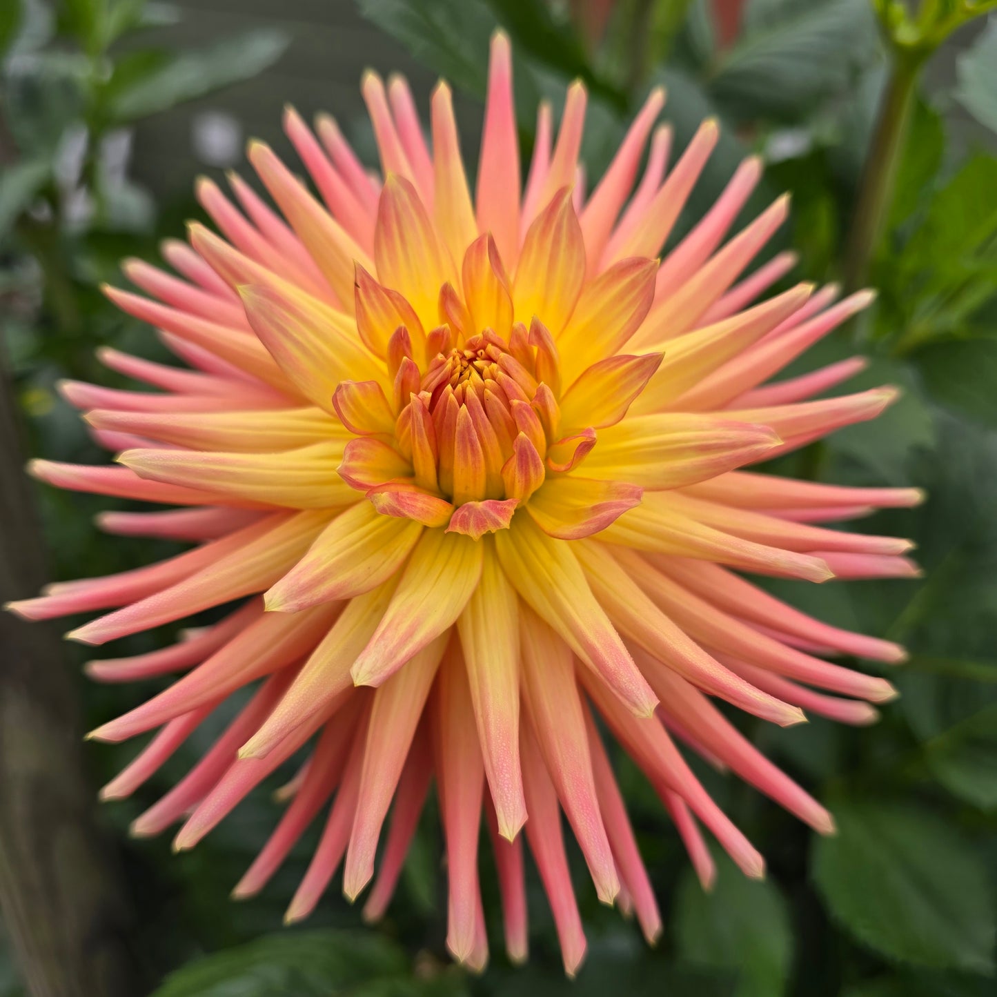 Hollyhill Peachy Keen