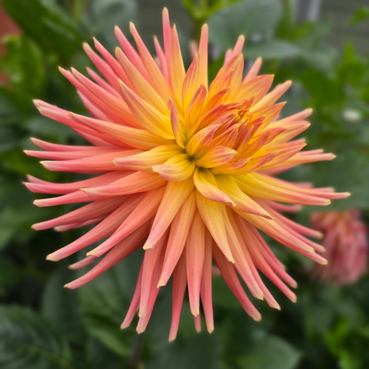 Hollyhill Peachy Keen