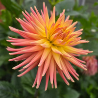 Hollyhill Peachy Keen