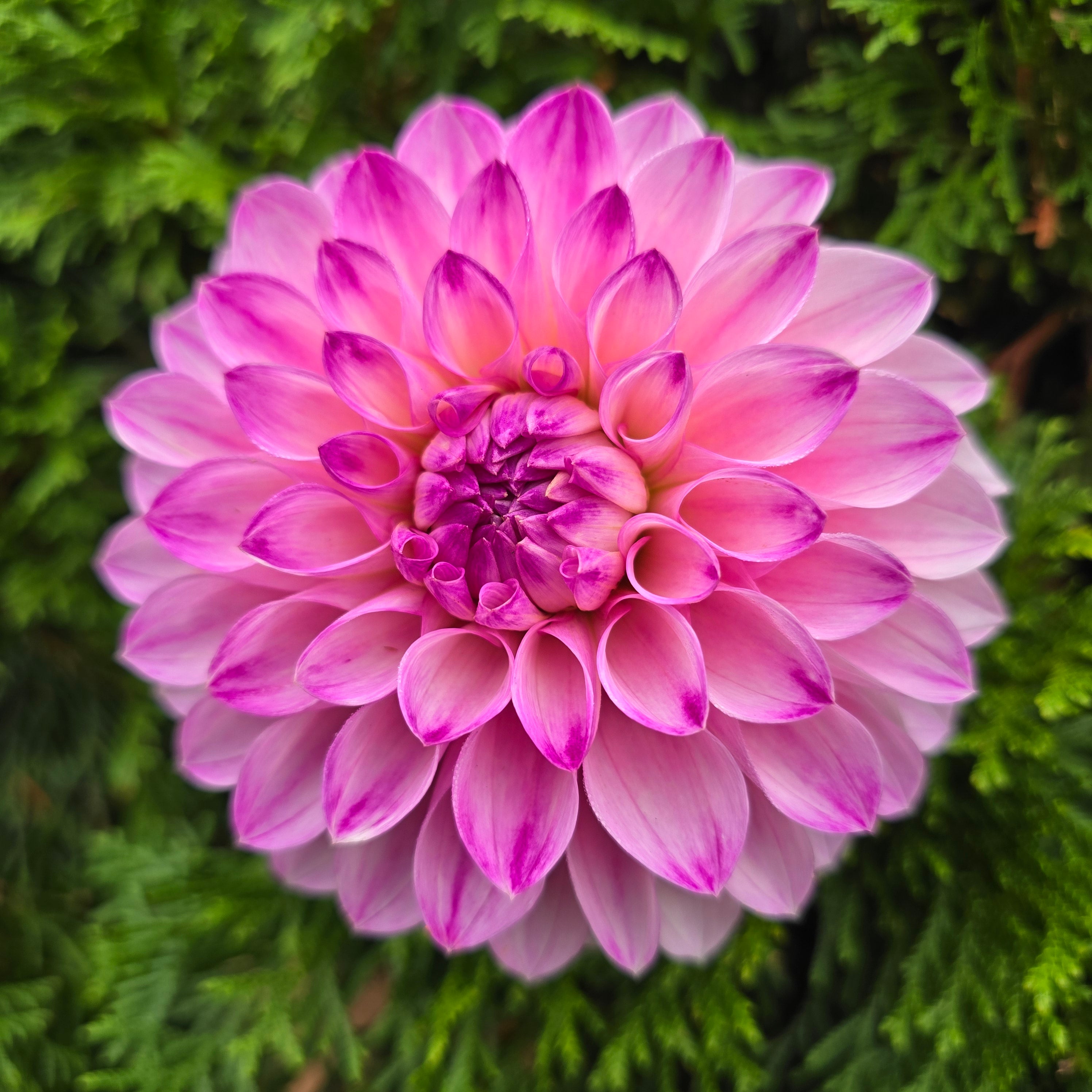 BLOOMQUIST FAITHFUL (Limit 1)