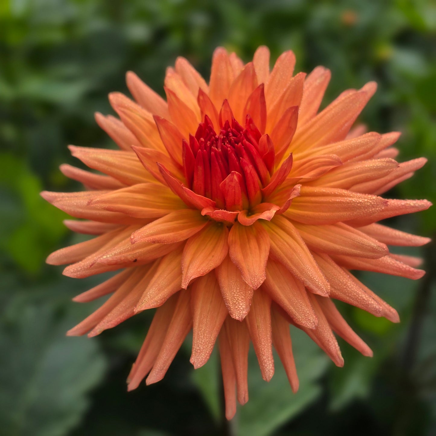 RIVER'S PEACHY (Limit 1)