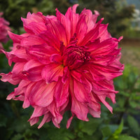 ISLANDER ~ GROWING STOCK IN 2025