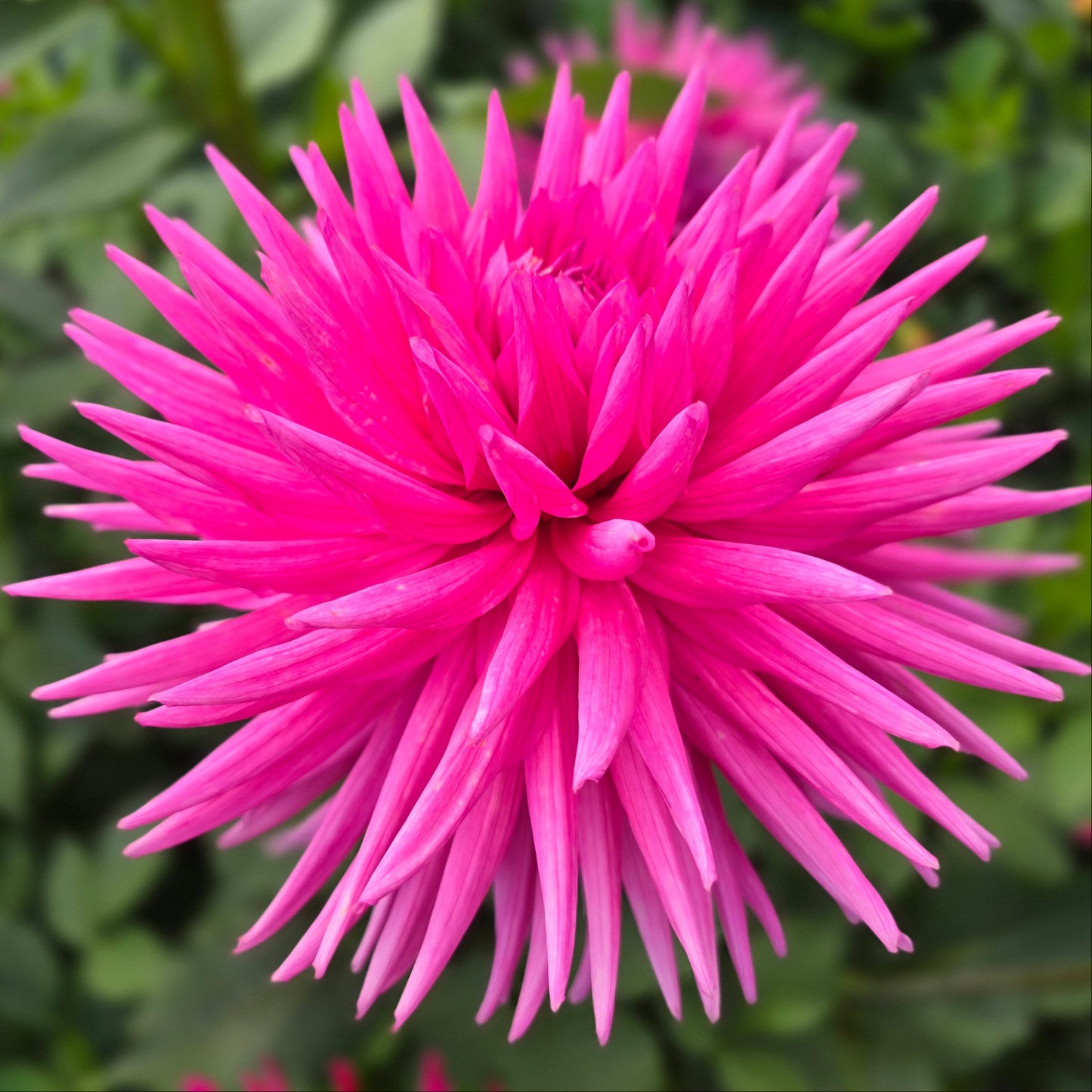Close-up of a vibrant pink cactus dahlia flower with a blurred green background