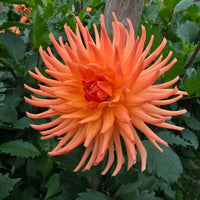 RIVER'S PEACHY (Limit 1)