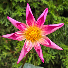 Load image into Gallery viewer, FANCY PANTS
