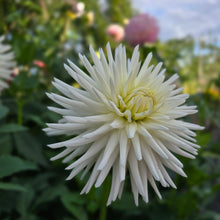 Load image into Gallery viewer, KARRAS 150
