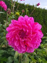 Load image into Gallery viewer, SANDIA CANCAN (Limit 1)
