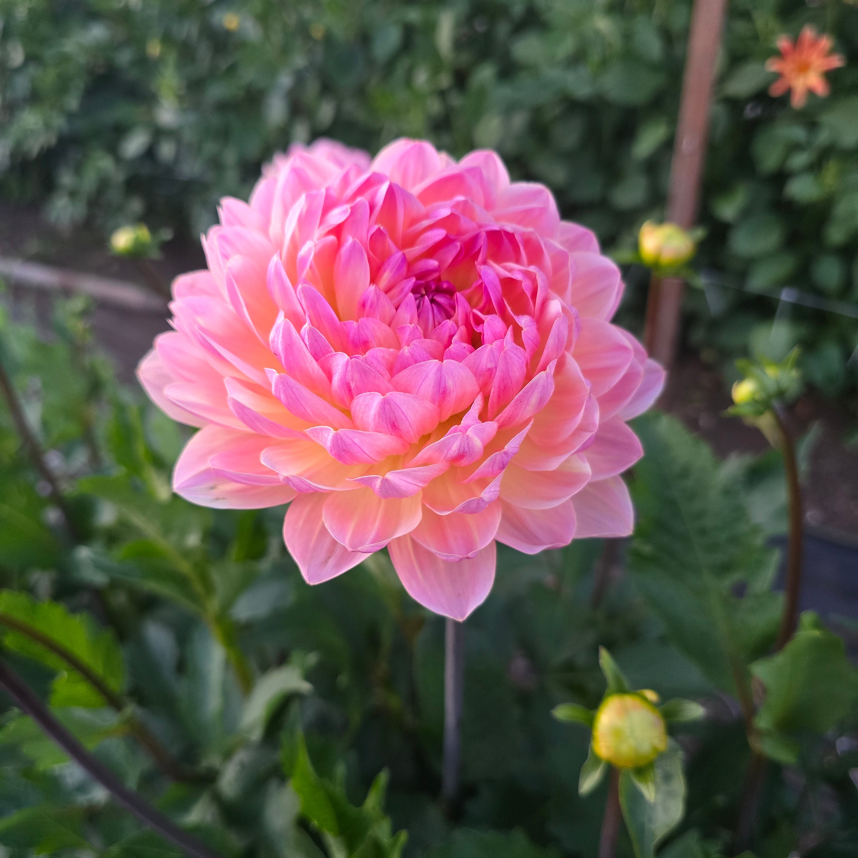 SANDIA BLISS (Limit 1) – Flowerly Farm