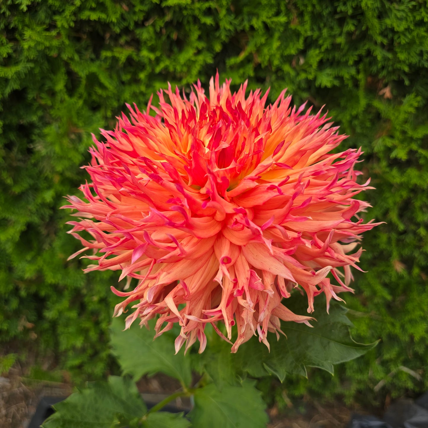 NORMANDY ORANGE FLUFF