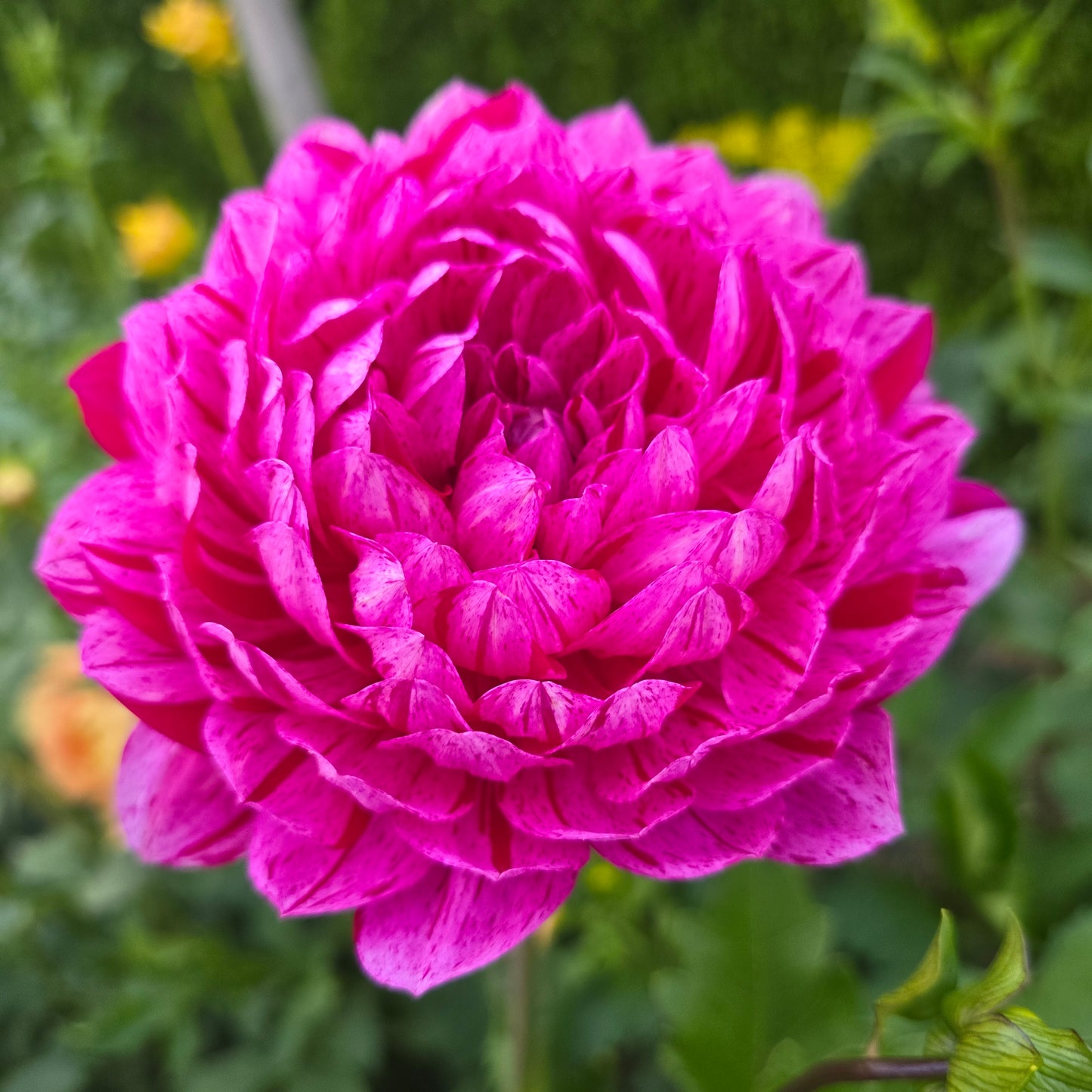 SANDIA CANCAN (Limit 1)
