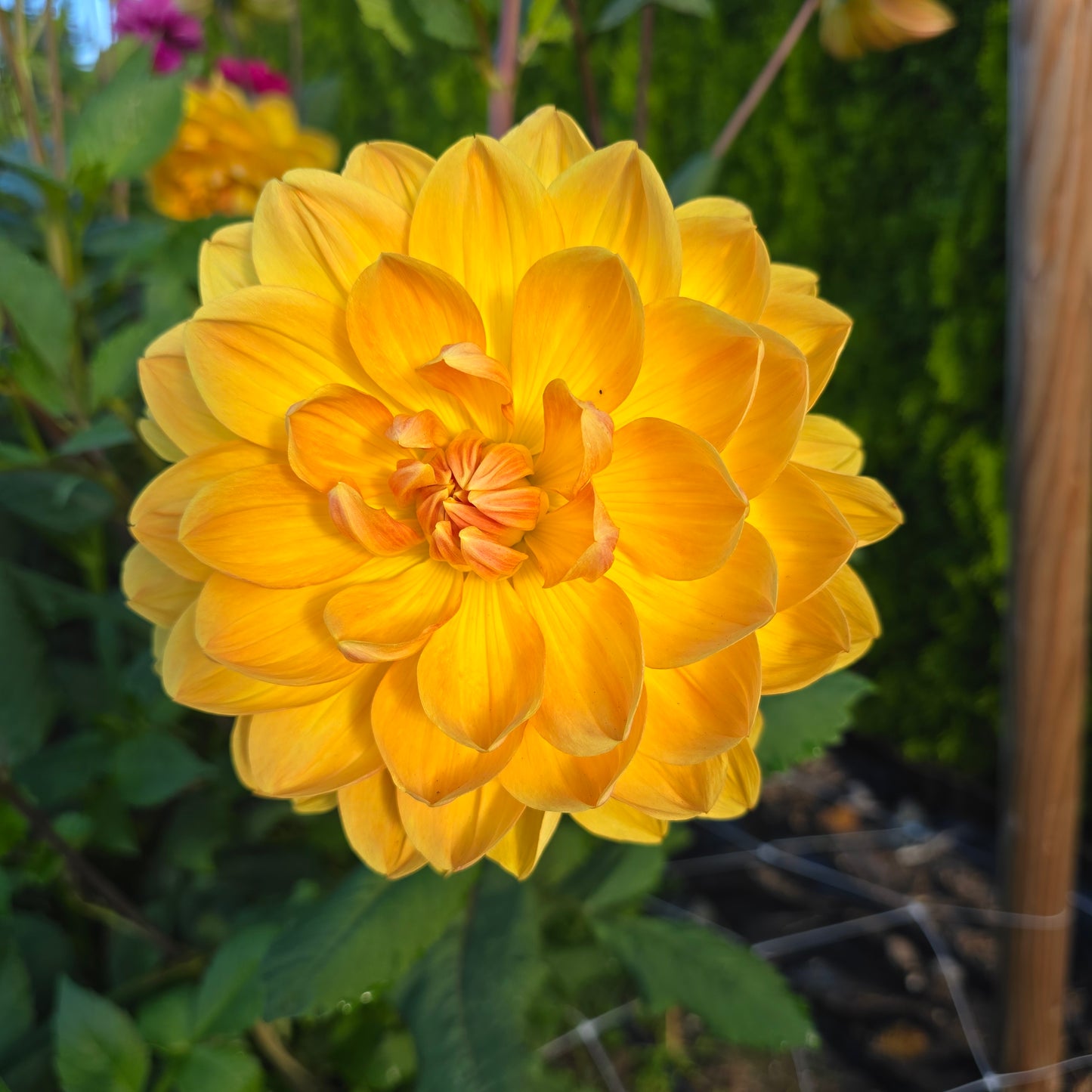 Hollyhill Honeygold